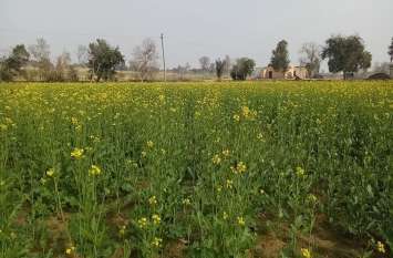 Mustard bumper yield expected, farmers face blossomed सरसों की बंपर पैदावार की उम्मीद, किसानों के चेहरे खिले