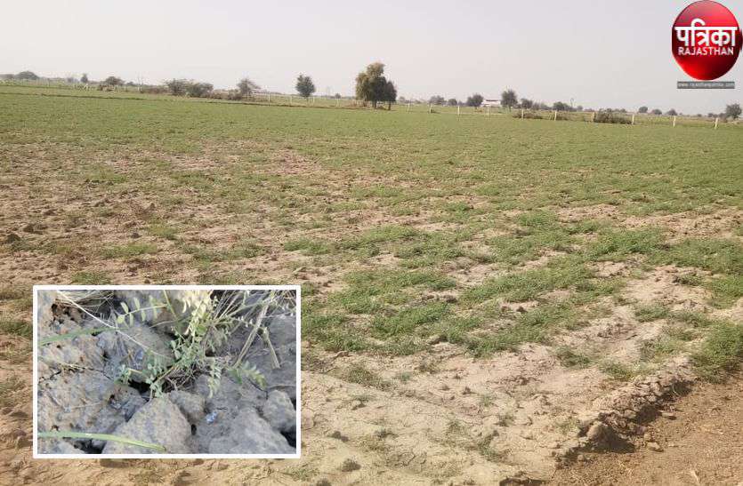 फिर आफत : अब चने की फसल को चट कर रही लट फिर आफत : अब चने की फसल को चट कर रही लट