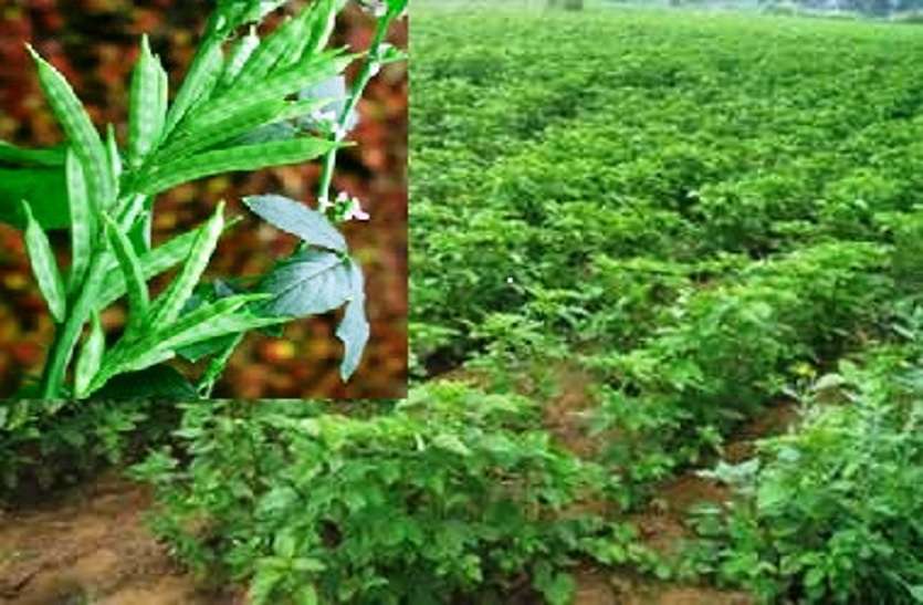 guar-gum-cultivation-powder-guar-gum-news-cm-ashok-gehlot कीमतों में गिरावट से किसानों की बढ़ी मुकिश्लें