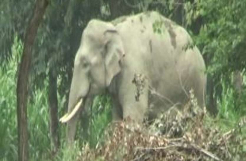 सपा के पूर्व विधायक का हांथी हुआ बेकाबू, इलाके में मचाया उत्पात, वन विभाग हो रहा हलकान सपा के पूर्व विधायक का हांथी हुआ बेकाबू, इलाके में मचाया उत्पात, वन विभाग हो रहा हलकान
