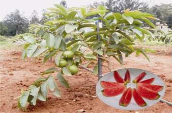 gamma rays radiation will help in agriculture Agricultural scientists अब विकिरण करेंगी कृषि में मदद, कृषि वैज्ञानिक कर रहे हैं शोध