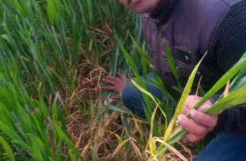 Outbreak of strange disease on wheat crop गेहूं की फसल पर अजब सी बीमारी का प्रकोप