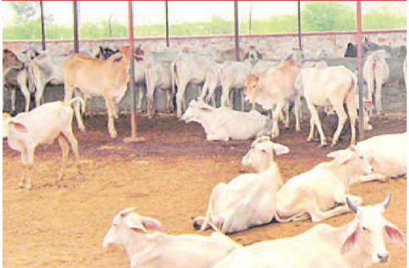 गोशाला में गायों की दुर्दशा का जिम्मेदार कौन? गोशाला में गायों की दुर्दशा का जिम्मेदार कौन?