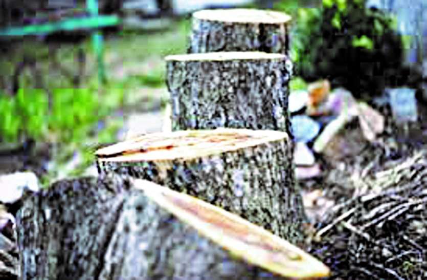 ministry of forest exclusive: देश में काट दिए 77 लाख पेड़, मध्यप्रदेश नंबर तीन पर