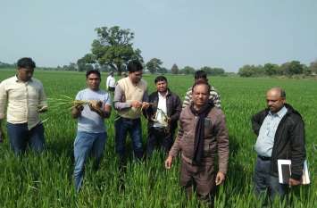 Agricultural scientists reach the fields खेतों तक पहुंचे कृषि वैज्ञानिक, कृषि विभाग के अधिकारी