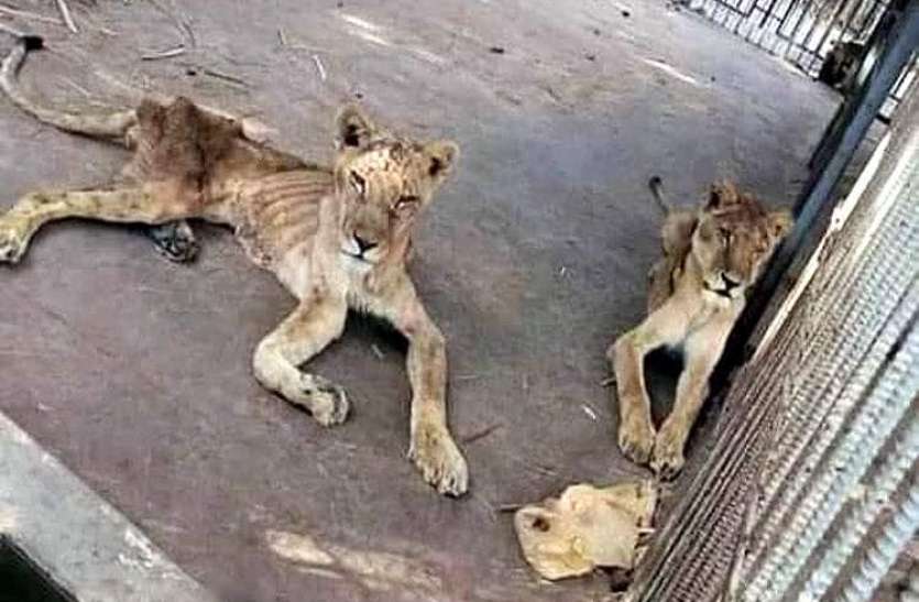 Lions In Sudan Zoo Are Suffering With Malnutrition See The Pics ज गल क र ज श र ह ए क प षण क श क र स शल म ड य पर व यरल ह रह तस व र Patrika News