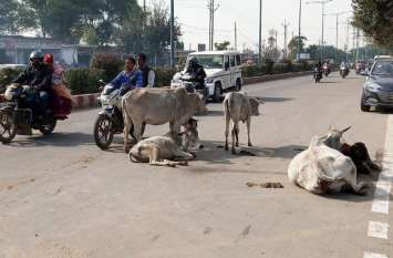 Government's Gaushala scheme successful under Singrauli Collector मवेशीराज से मुक्त होंगी सडक़ें, गौवंश को जल्द मिलेगा ठौर