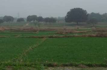 Brainstorm for the Kachan Project Area in Singrauli रबी में 3 हजार से अधिक हेक्टेयर में गेहूं की बुवाई, अब सिंचाई का सवाल