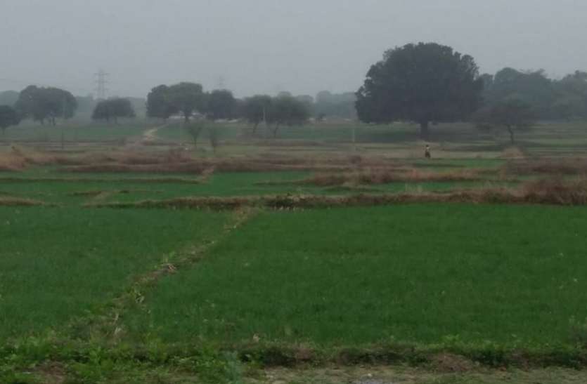 Brainstorm for the Kachan Project Area in Singrauli रबी में 3 हजार से अधिक हेक्टेयर में गेहूं की बुवाई, अब सिंचाई का सवाल