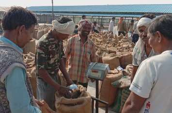 Now you have to buy paddy from 11 thousand farmers every day अब रोज खरीदनी होगी ११ हजार किसानों से धान