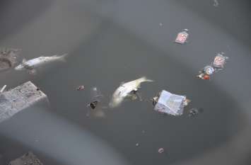 Pollution: Fishes found dead due to this in Chhoti pond Pollution: छोटा तालाब में इस वजह से मृत मिली मछलियां