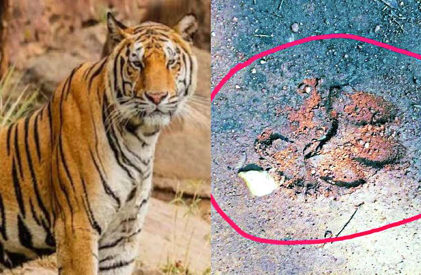 Tiger Reaches Charama Forest Found Claw Marks क क र च र म क ज गल पह च ब घ म ल प ज क न श न ग र म ण म दहशत क म ह ल Patrika News