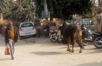 reality of sk hospital sikar rajasthan आलम...बाहर मवेशी, अंदर अव्यवस्था