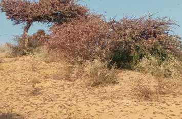 Tiddi attack in Jalore-Barmer border area नेहड़ व बाड़मेर की सीमा में टिड्डी का पड़ाव