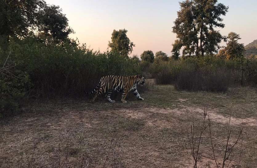 The tiger attacked the farmer cutting the grass घास काट रहे किसान पर बाघ ने किया हमला