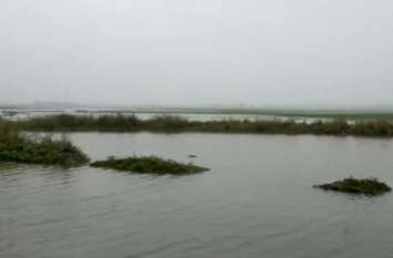 Crop destroyed due to water नहर और बारिश के पानी से सैकड़ों बीघे फसल बर्बाद, ग्रामीणों ने लगाए आरोप