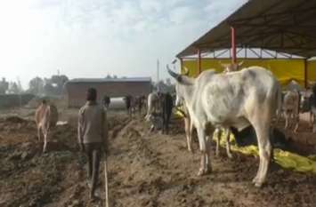 death of 14 cows in barabanki gaushala जिला प्रशासन के दावों की खुली पोल, 14 गौवंशों की दर्दनाक मौत, नोच रहे कुत्ते, प्रशासन बना धृतराष्ट्र