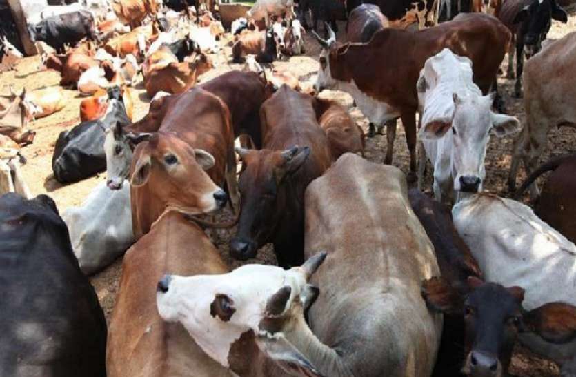 आरटीआई लगाई तो खुला राज कि इतना गौवंश चल बसा आरटीआई लगाई तो खुला राज कि इतना गौवंश चल बसा