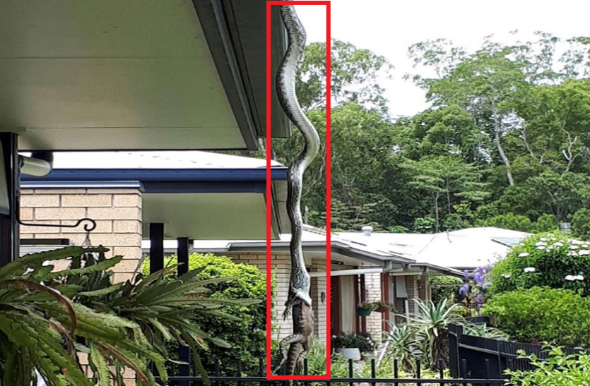 snake hanging on the roof of the house and swallowed such a big lizard घर की छत पर लटका सांप और निगल गया इतनी बड़ी छिपकली, फोटो कैमरे में कैद