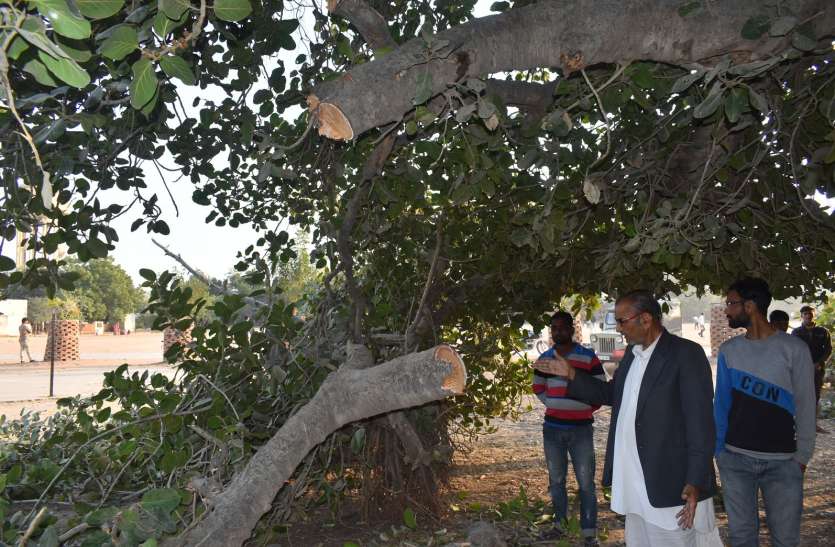 Only in his own selfishness did he cut the 500-hundred-year-old court. केवल अपने स्वार्थ में 500 सौ साल पुराने दरख्त को काट डाला....!