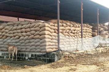 Singrauli farmers filled the bag किसानों ने भर दी झोली, अंतिम समय में धान की खरीदारी अनुमान से पार