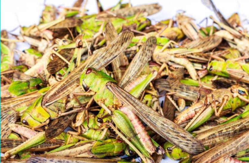 टिड्डी दल संगरिया तक पहुंचा टिड्डी दल संगरिया तक पहुंचा