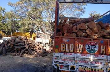 24 tons of wood recovered from Kher खेर की 24 टन लकडिय़ां बरामद