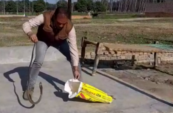 king kobra enter in a farmer house in shamli किसान के घर में घुसा किंग कोबरा, इसके बाद जो हुआ देखें वीडियो