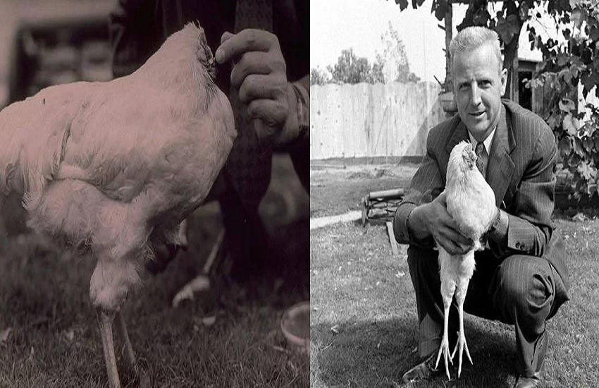 chicken2.png