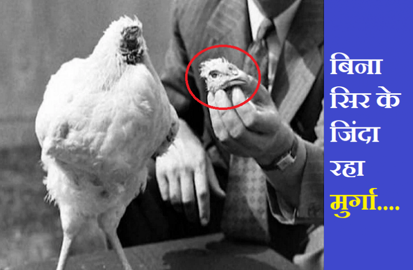 He was alive for 18 months even after cutting the cock head in america चमत्कार! ये मुर्गा सिर काटने के बाद भी रहा था 18 महीने तक जिंदा, देखने वालों का लगता था तांता