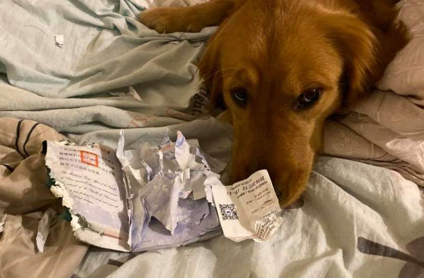 dogpassport3.jpg कुत्ते ने पासपोर्ट नोंच बचाई अपनी मालिकन की जान