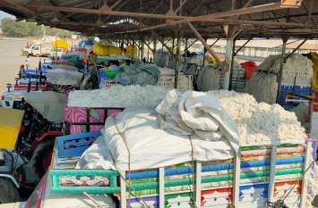 krashi upaj mandi khandwa kapas mandi cotton kharidi khandwa news खंडवा कृषि उपज मंडी में कपास की बंपर आवक, दो दिन में 520 वाहन आए