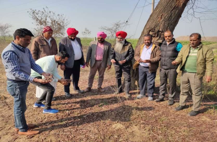 टिड्डियों के लिए दिनभर कीटनाशी की 'बारिशÓ टिड्डियों के लिए दिनभर कीटनाशी की 'बारिशÓ