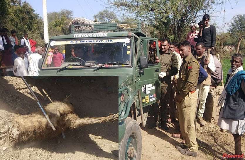 सवाई माधोपुर से पहुंची टीम ने किया जरख को ट्रंकुलाइज, रणथम्भौर के जंगलों में छोड़ा सवाई माधोपुर से पहुंची टीम ने किया जरख को ट्रंकुलाइज, रणथम्भौर के जंगलों में छोड़ा