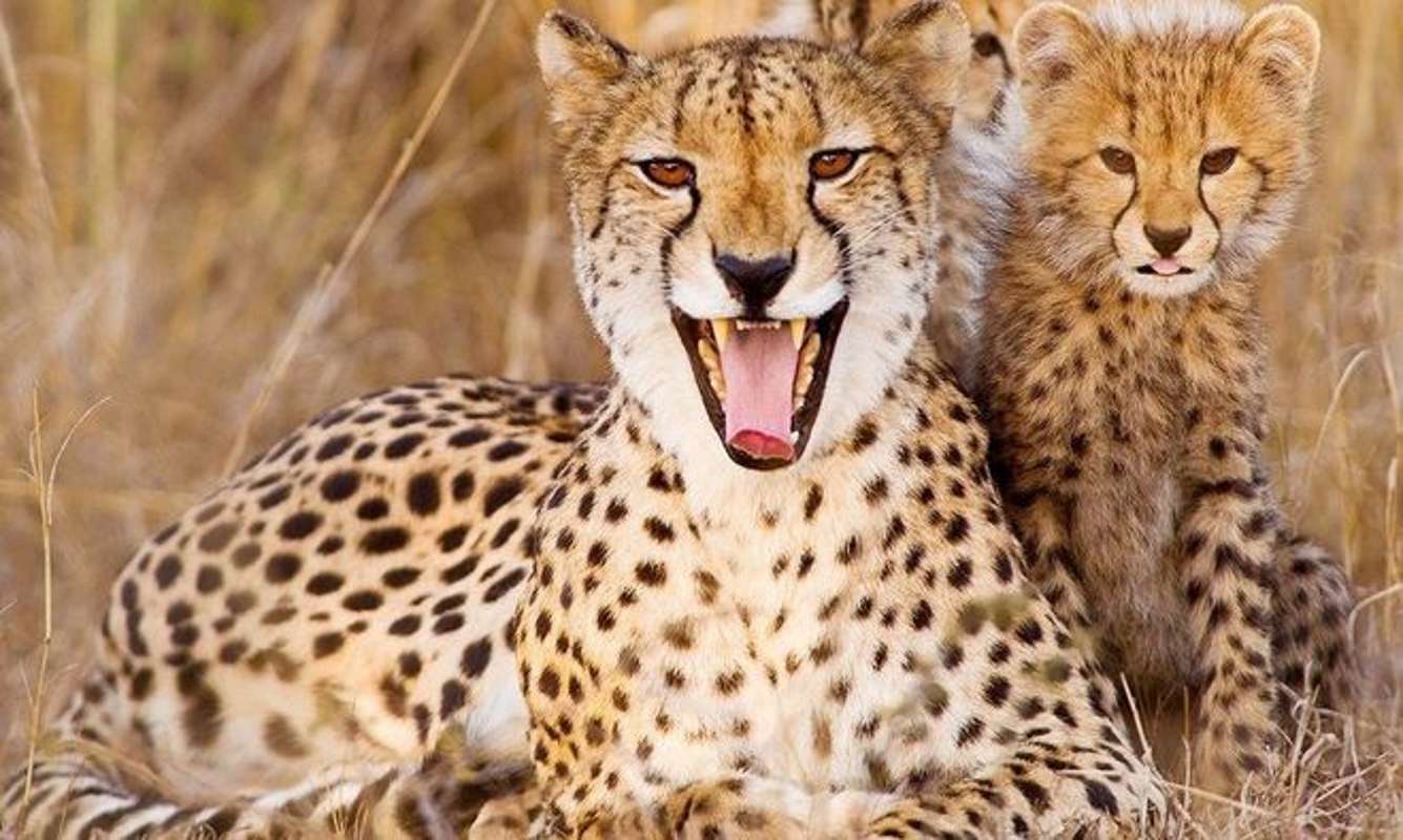 Asian cheetah roar once echoed in Thar