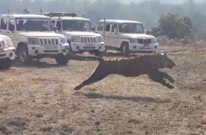 tiger सात साल पहले बाघ शिकार के समय खिरदुर गांव में थे कटनी के दो पारधी युवक!