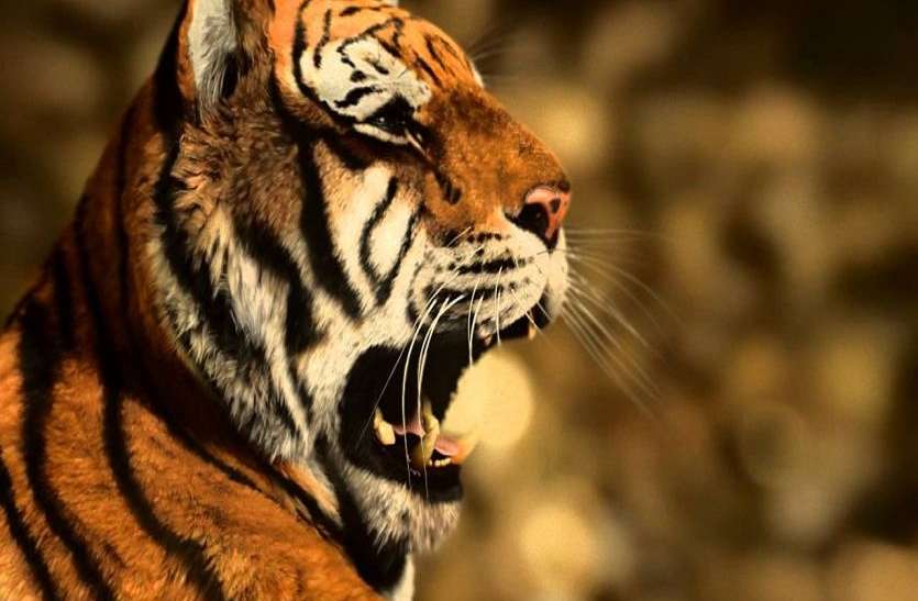 Changes in the timing of Ranthambore Safari from today रणथंभौर सफारी की टाइमिंग में आज से बदलाव