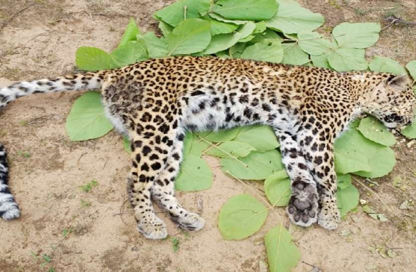 Leopard : चंबल में फिर मिला तेंदुआ का शव वर्चस्व की जंग में तेंदुए ने गवाए प्राण