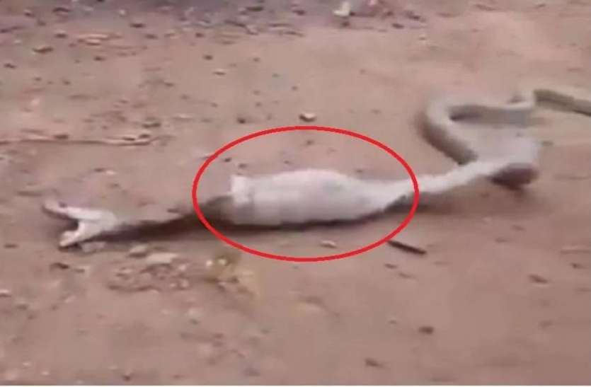cobra1.jpg शिकार की चाहत में कोबरा सांप निगल गया कोल्ड ड्रिंक की बोतल, अटकी सांसे