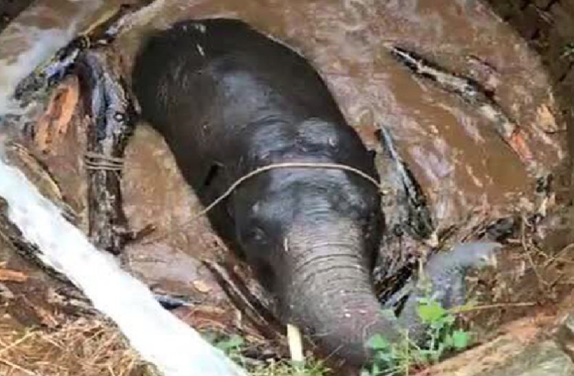 Elephant had fallen into the well people kicked out हाथी का बच्चा गिर गया था कुएं में, फिर इन लोगों ने किया काबिले तारीफ काम