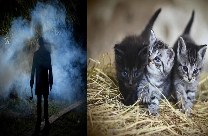 This serial killer killed cats not humans OMG! इस सीरियल किलर ने इंसानों का नहीं 'बिल्लियों' का किया था कत्ल