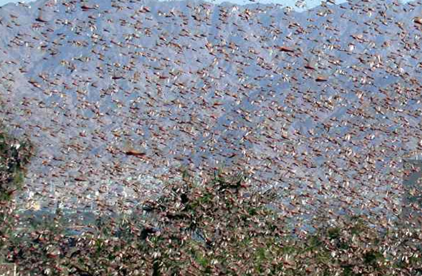 Locust Attack In Haryana राजस्थान के बाद हरियाणा की ओर टिड्डी दल का रुख, निपटने के लिए किसानों को मिलेगी बड़ी सब्सिडी