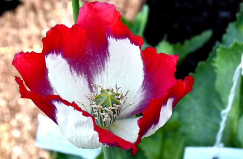 The Colorful Flowers Of Opium Are Blooming In The Research Center Of H उद य न क मह व द य लय क अन स ध न क द र म लहलह रह अफ म क र ग ब र ग फ ल Patrika News