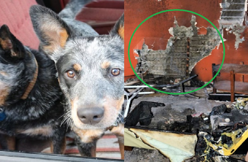 two dogs starts fire at home video goes viral 2 डॉग ने लगाई घर में भयंकर आग, वीडियो में देखिए कैसे सामान जलकर हुआ खाक