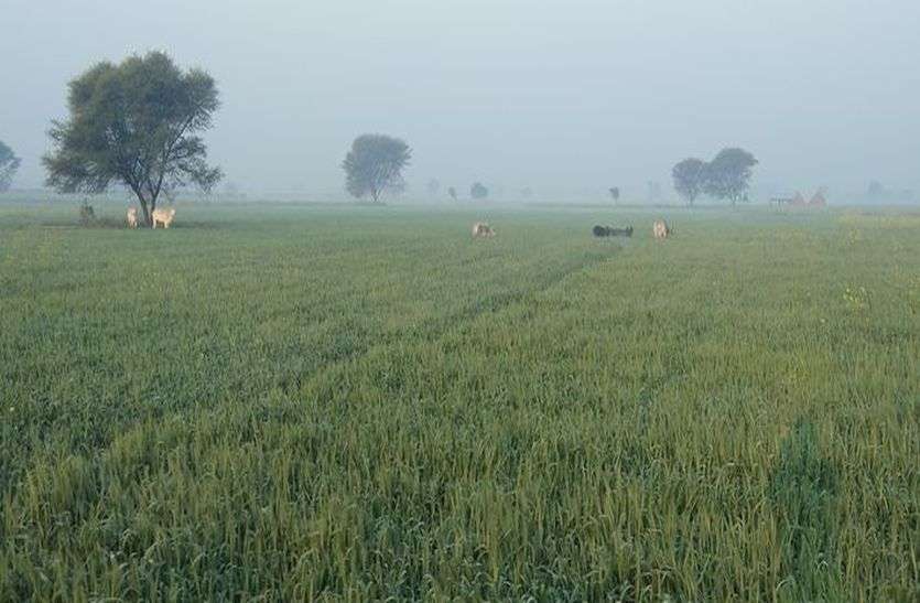 गेहूं की फसल को रौंद रहा गौवंश गेहूं की फसल को रौंद रहा गौवंश