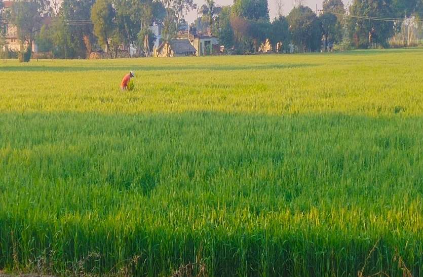 , production of wheat गेहूं पंजीयन केन्द्रों पर अव्यवस्था से भडक़े कलेक्टर , DRCS समेत तीन अफसरो से जवाब तलब