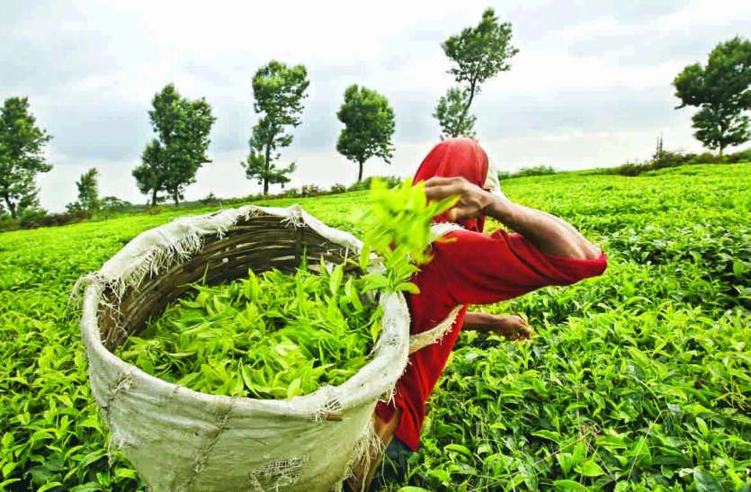 Tea Garden : चाय बगानों के लिए अनुदान को मंजूरी नीलगिरि में छोटे काश्तकार करते हैं 70 फीसदी चाय का उत्पादन