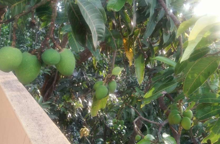 आम की पैदावार पर सर्दी का असर आम की पैदावार पर सर्दी का असर