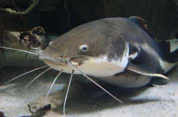Catfish of Chhattisgarh is As Large As Shark, Know about it शार्क को टक्कर देती है छत्तीसगढ़ की 150 किलो की मछली, गांव वाले कुल्हाड़ी से काटकर करते हैं बंटवारा