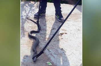 4 Feet Black Cobra Found in a House, Snake Spit Poison over People घर में निकला 4 फीट का ब्लैक कोबरा, भगाने गई टीम तो गुस्से में जहर उगलने लगा सांप